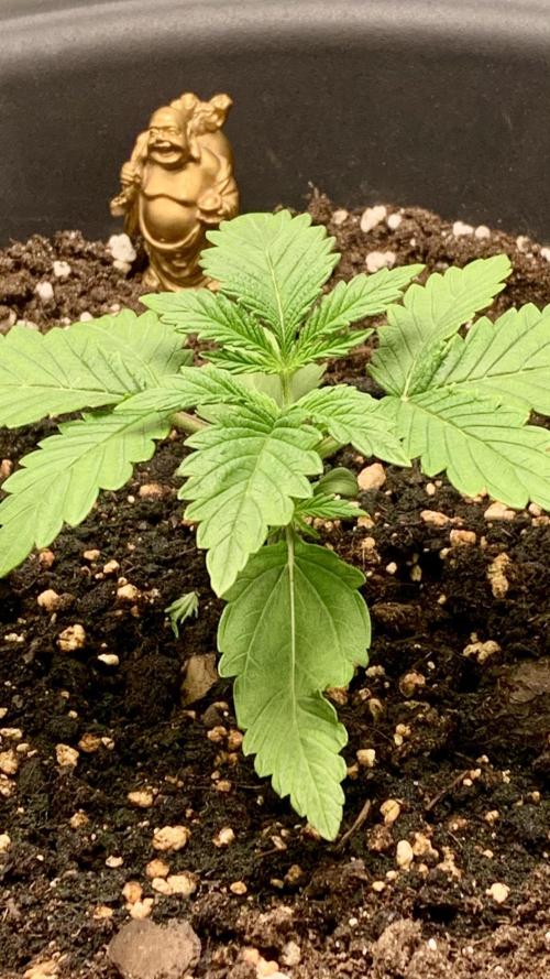 1st Auto Purple Haze. Week 3 - Day 17