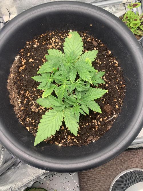 1st Auto Purple Haze. Week 3 - She spread on a bit, hopefully fat lady!!!