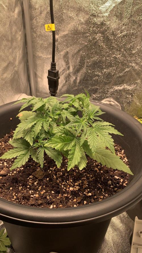 1st Auto Purple Haze. Week 4