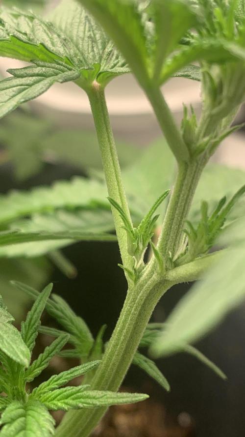 1st Auto Purple Haze. Week 4 - 1st signs of pre-flowering