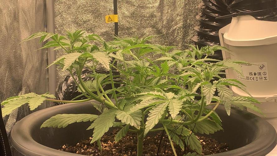 1st Auto Purple Haze. Week 4