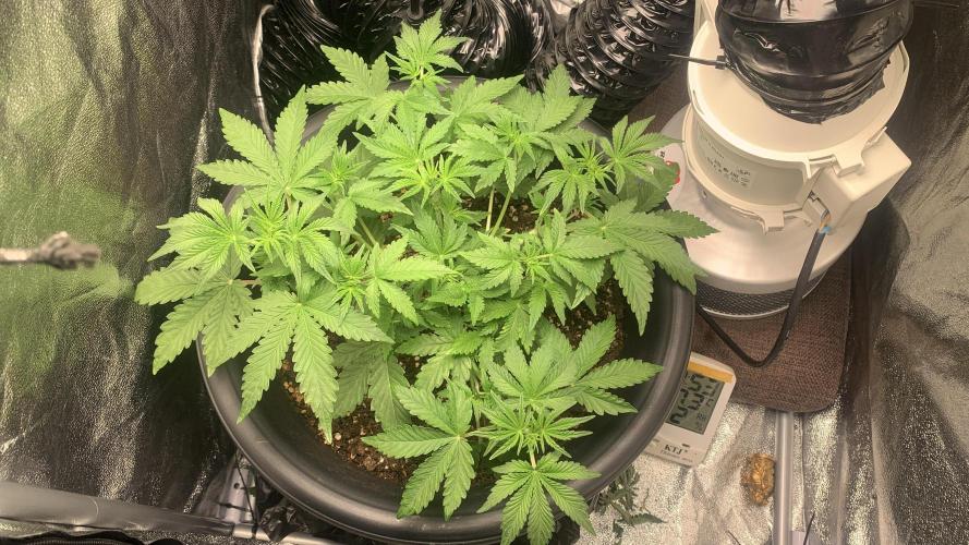 1st Auto Purple Haze. Week 4 - She's really getting fat and sweet lady