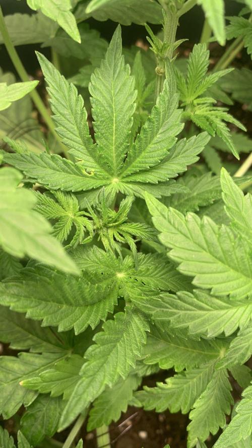 1st Auto Purple Haze. Week 4