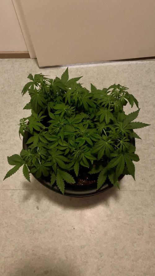 1st Auto Purple Haze. Week 5