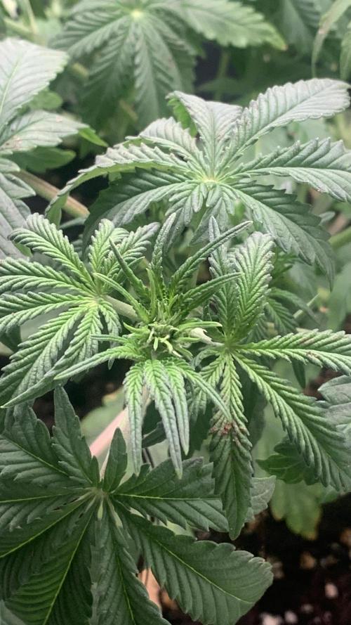 1st Auto Purple Haze. Week 5