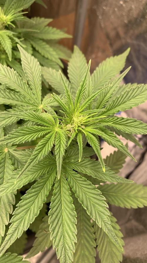 1st Auto Purple Haze. Week 5