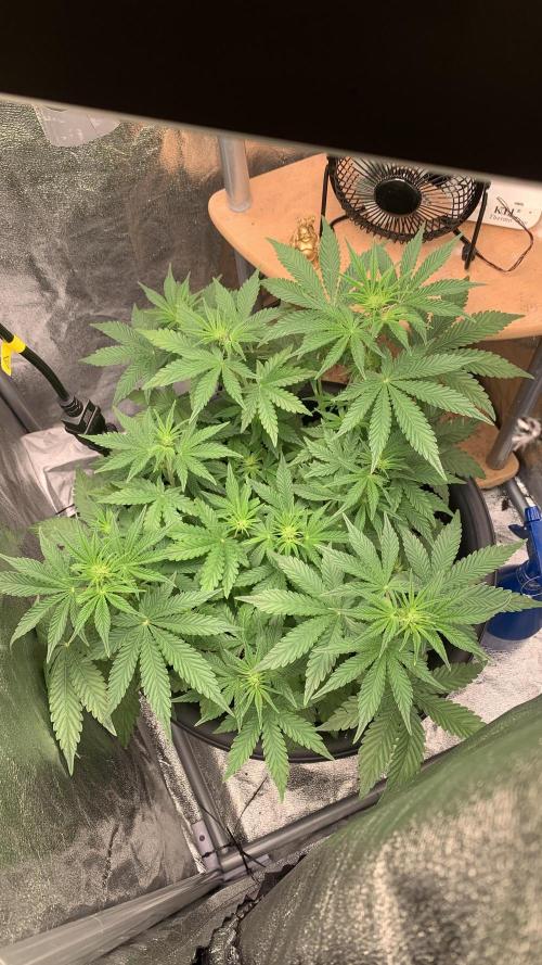 1st Auto Purple Haze. Week 5