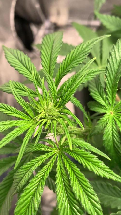 1st Auto Purple Haze