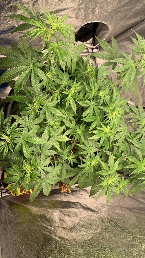 1st Auto Purple Haze. Week 5