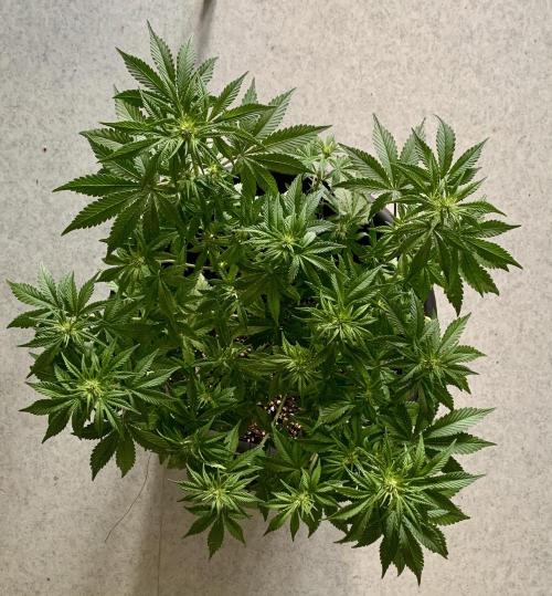 1st Auto Purple Haze. Week 6