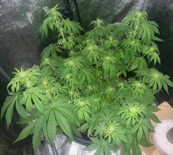 1st Auto Purple Haze. Week 6