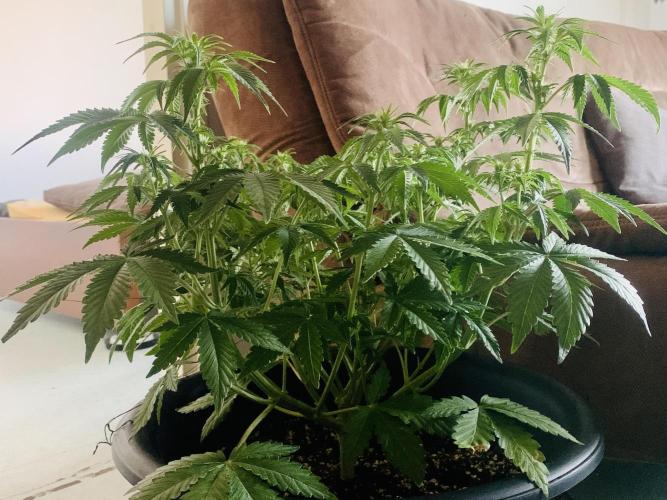 1st Auto Purple Haze. Week 6