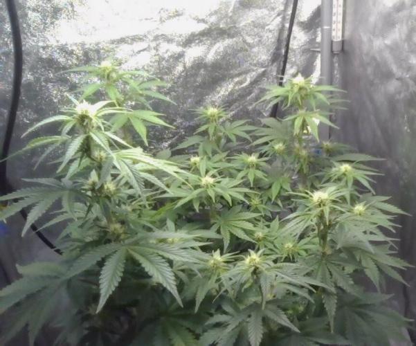 1st Auto Purple Haze. Week 7