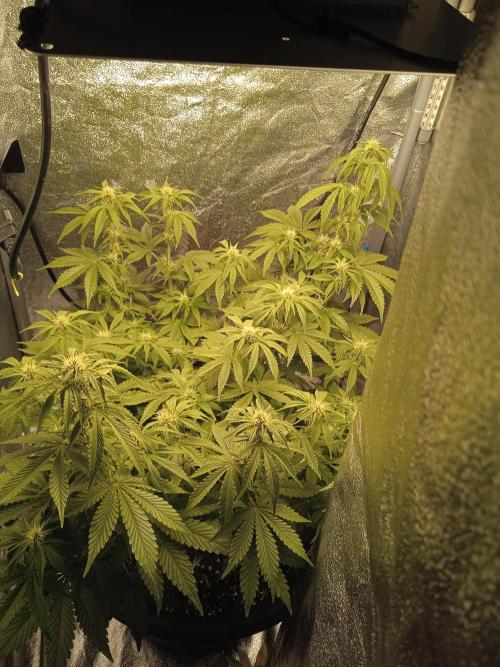 1st Auto Purple Haze. Week 7