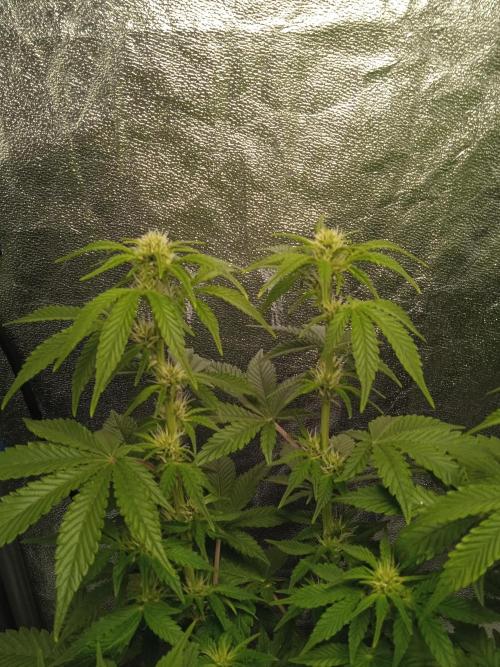 1st Auto Purple Haze. Week 7