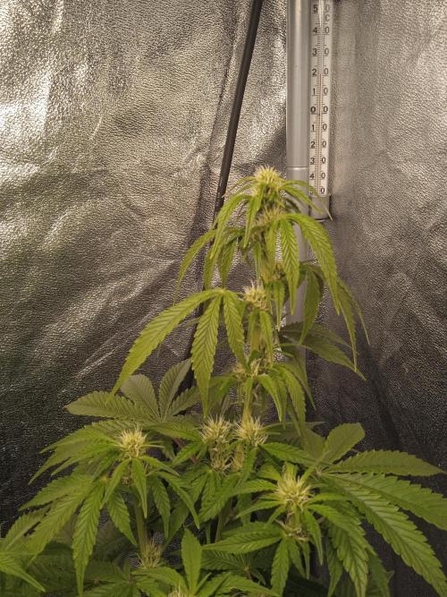 1st Auto Purple Haze. Week 7