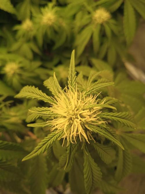 1st Auto Purple Haze. Week 7