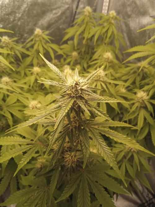 1st Auto Purple Haze. Week 8