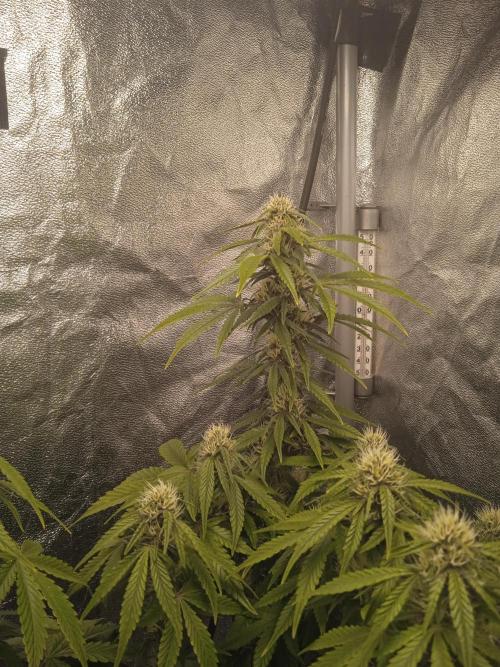 1st Auto Purple Haze. Week 8