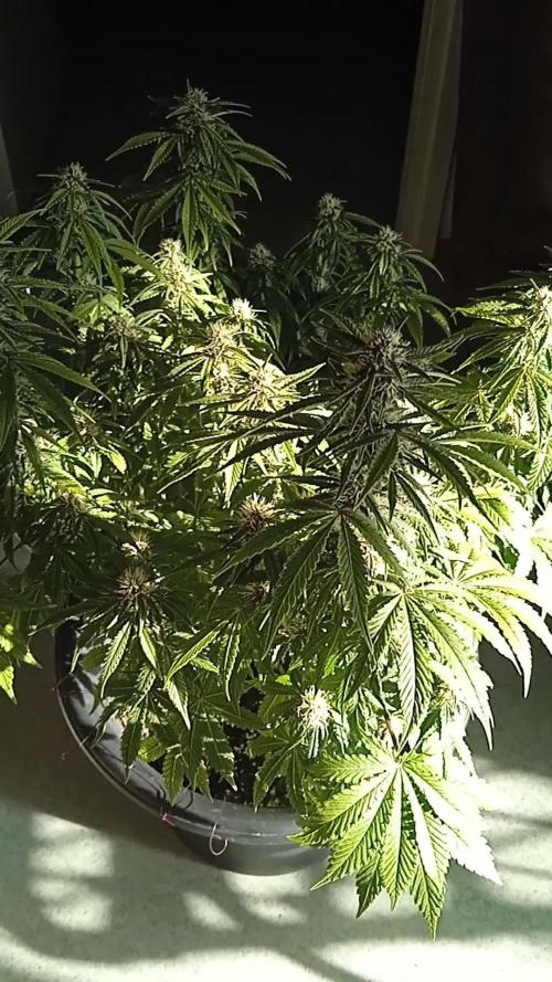 1st Auto Purple Haze