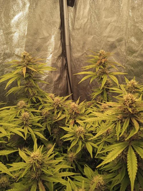 1st Auto Purple Haze. Week 9