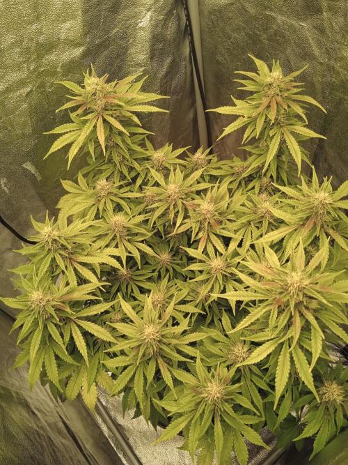1st Auto Purple Haze. Week 9