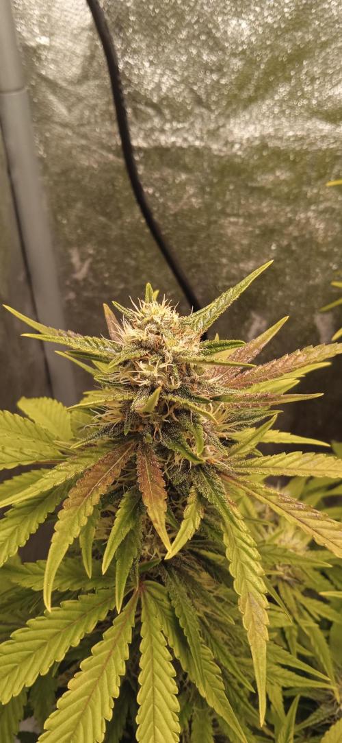 Purple Haze Auto™. Week 9