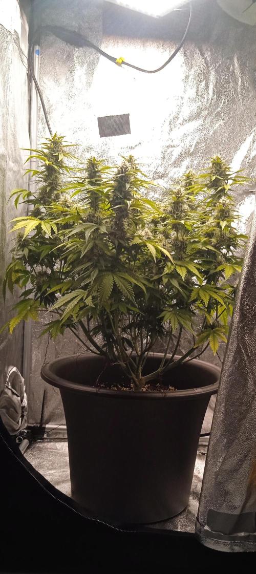 Purple Haze Auto™. Week 9