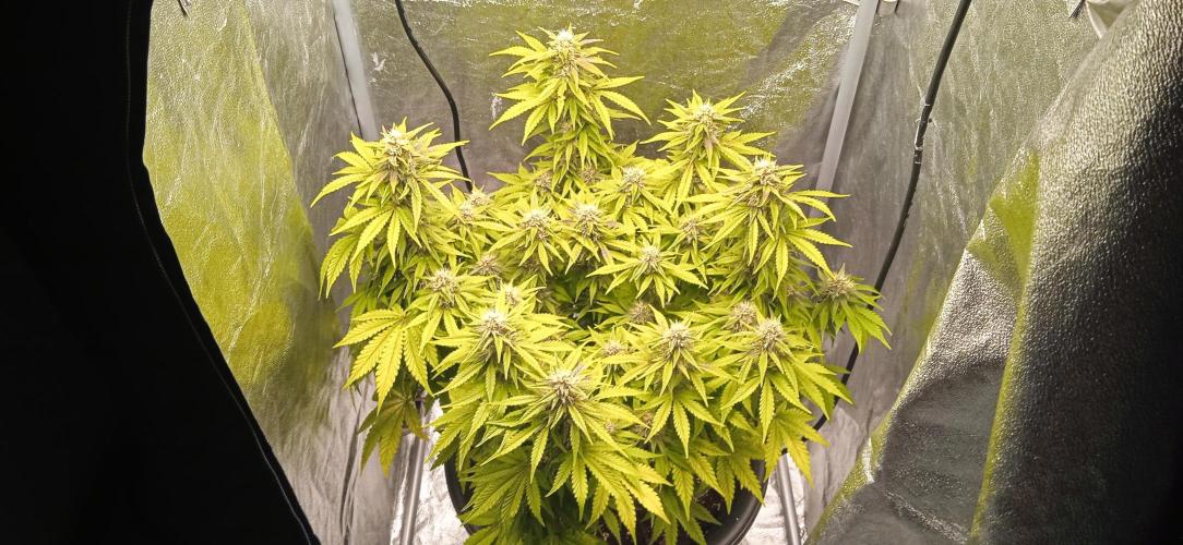 Purple Haze Auto™. Week 9