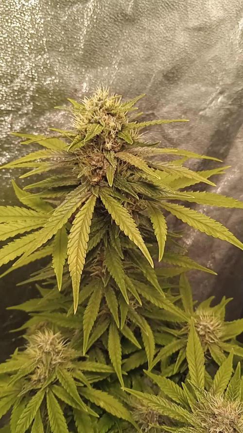 Purple HazeAuto