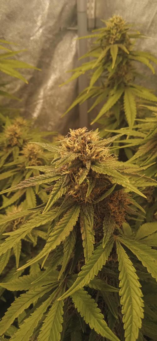 1st Auto Purple Haze. Week 9