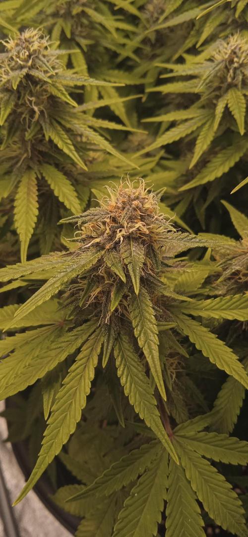 Purple Haze Auto™. Week 9