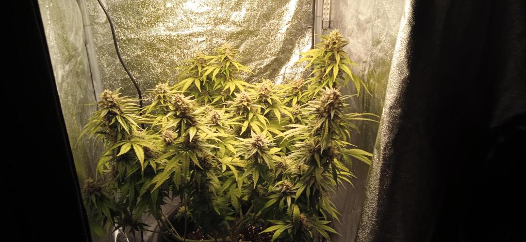1st Auto Purple Haze. Week 10
