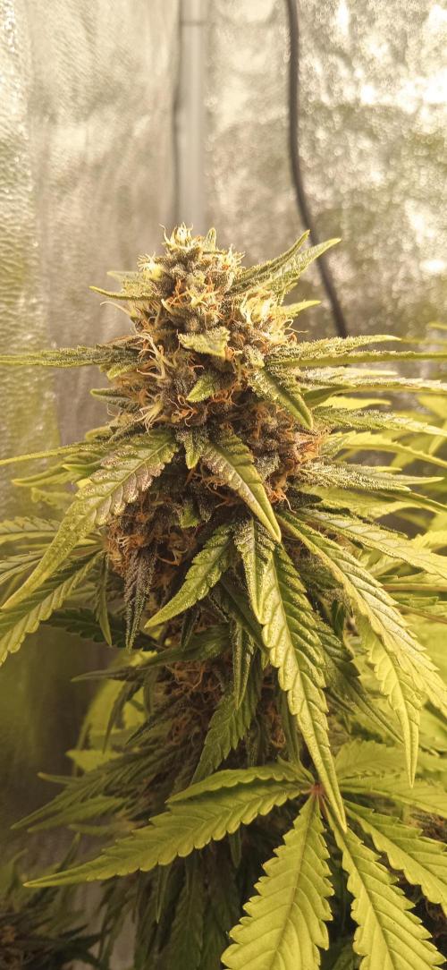 Purple Haze Auto™. Week 10