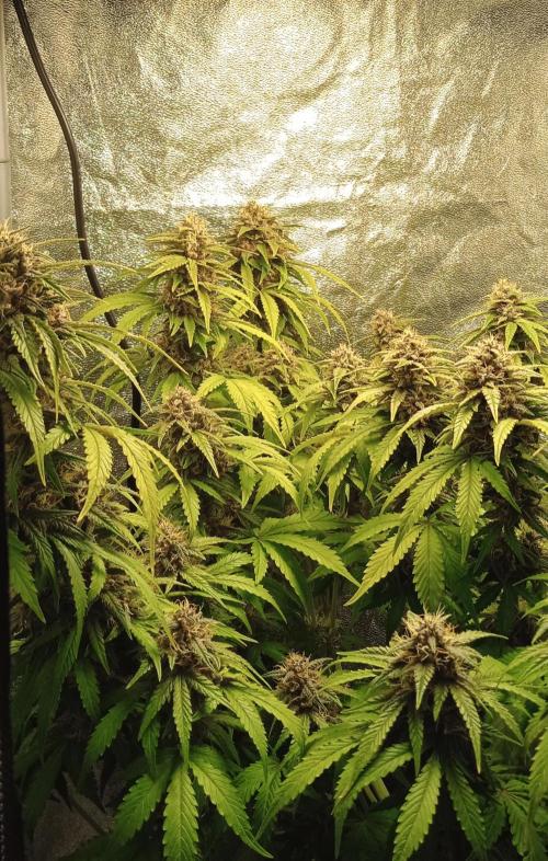 Purple Haze Auto™. Week 10