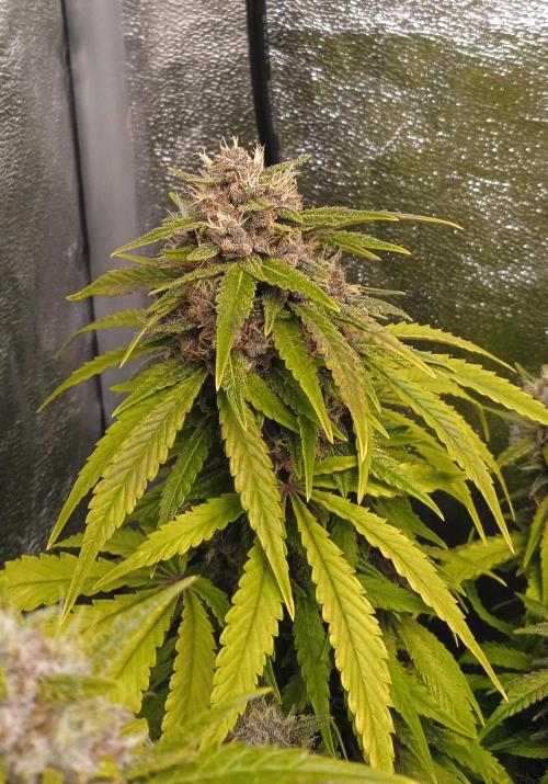 Purple Haze Auto™. Week 10