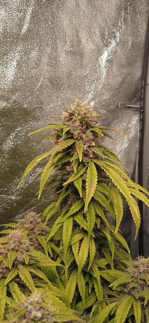 1st Auto Purple Haze. Week 11