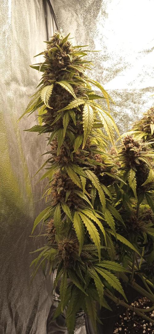 1st Auto Purple Haze. Week 11