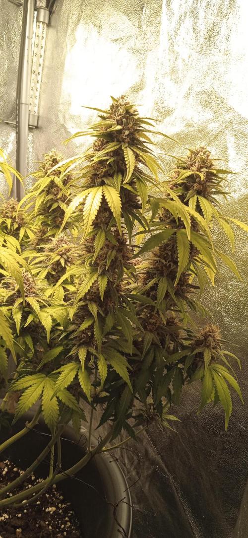 1st Auto Purple Haze. Week 11