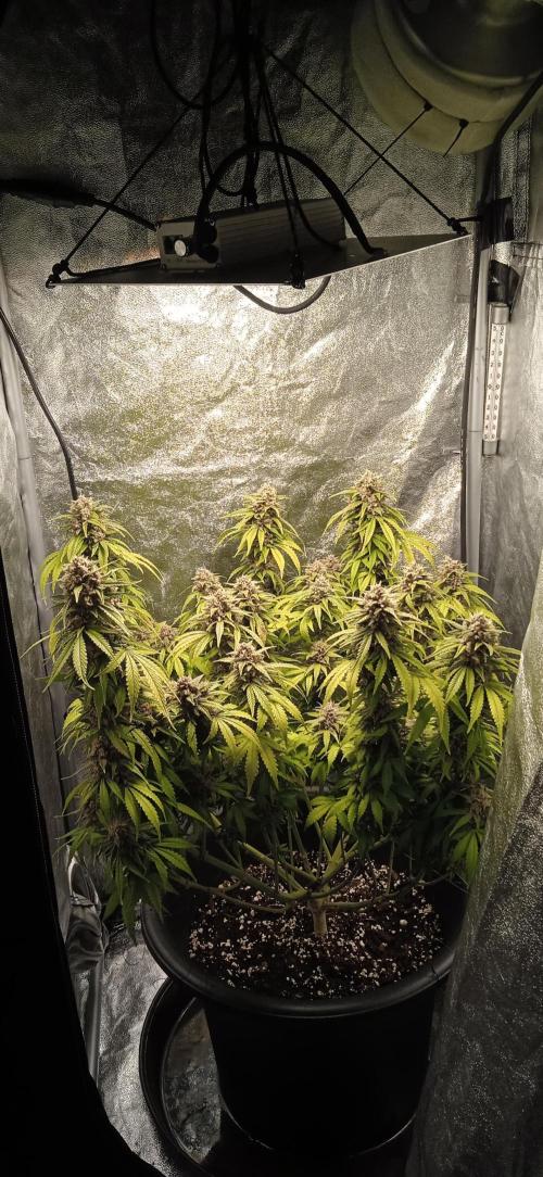 Purple Haze Auto™. Week 11