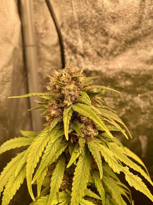 1st Auto Purple Haze. Week 11