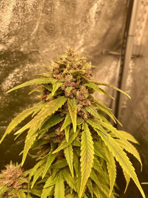 Purple Haze Auto™. Week 11