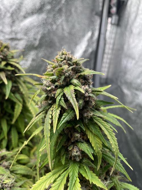 1st Auto Purple Haze. Week 12