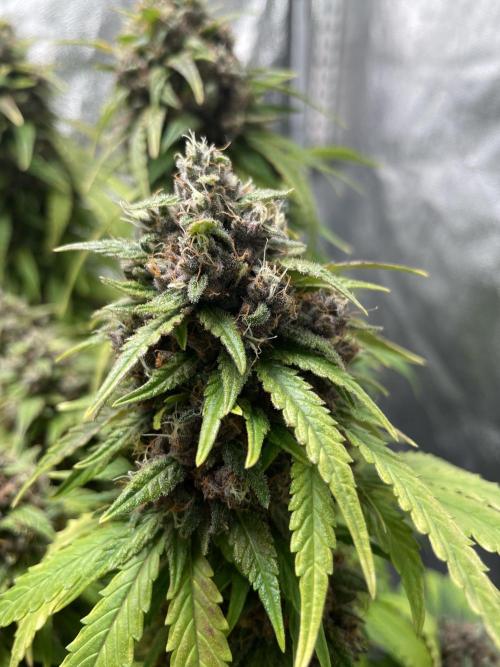Purple Haze Auto™. Week 12