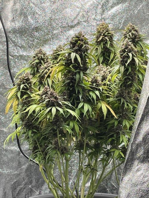 Purple Haze Auto™. Week 12