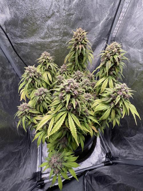 1st Auto Purple Haze. Week 12