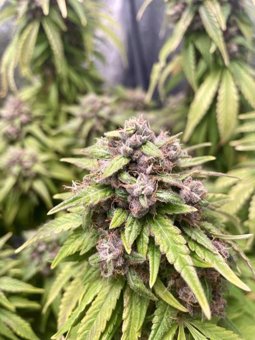 Purple Haze Auto™. Week 12
