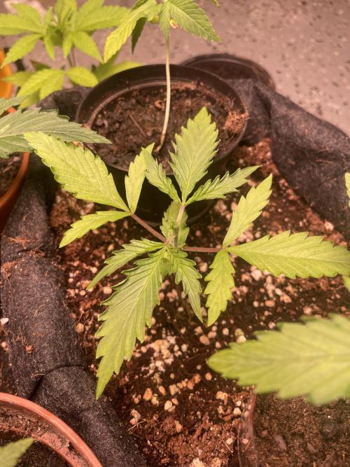 Guava Auto. Week 2