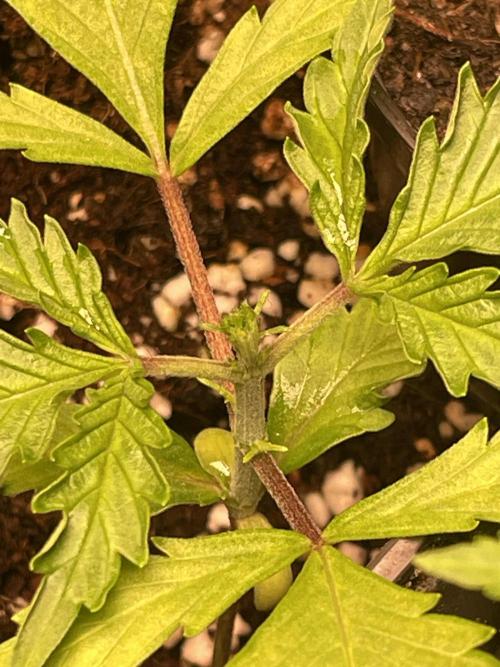 Guava Auto. Week 2