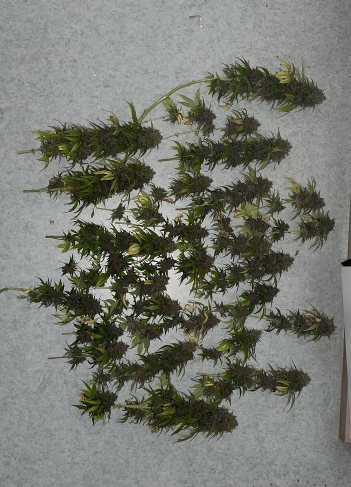 Purple HazeAuto. Week 13 - Just some of total harvest